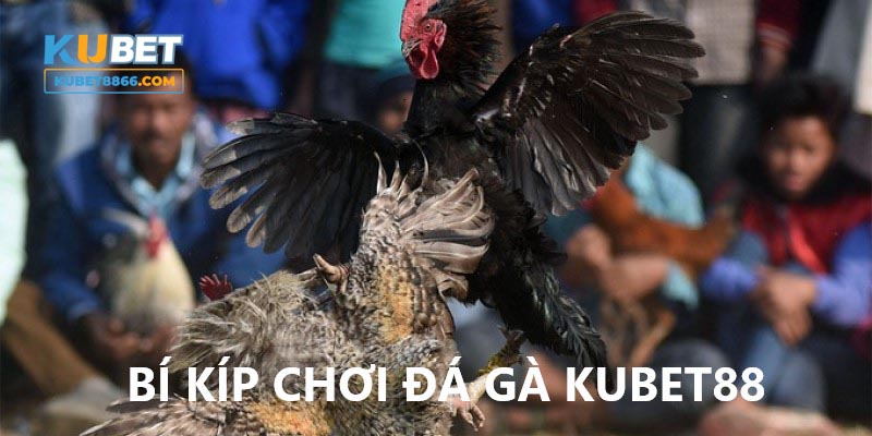 Thủ thuật khi chơi đá gà Kubet88