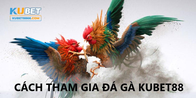 Thao tác tham gia sảnh đấu gà tại Kubet88